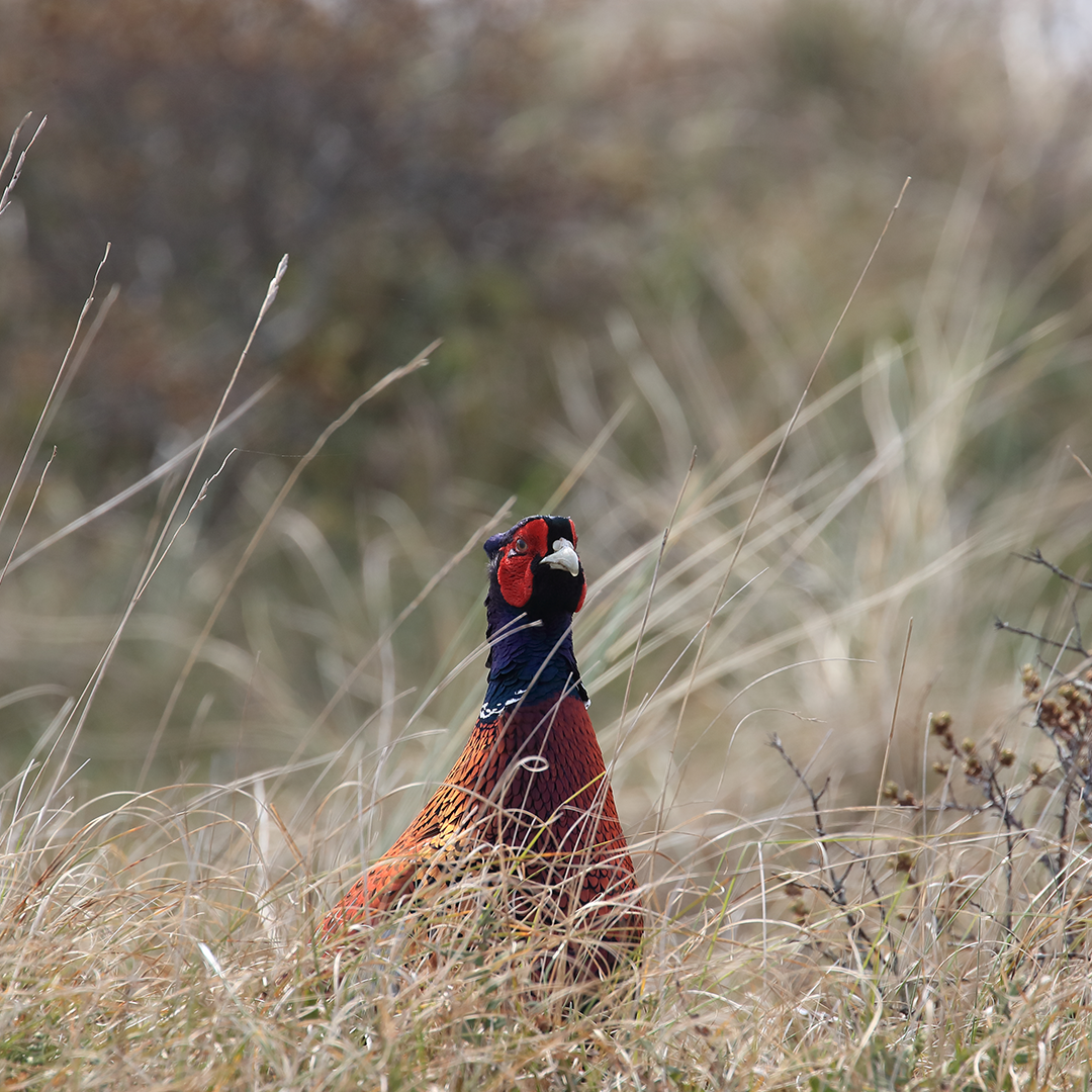 Pheasant Hunting