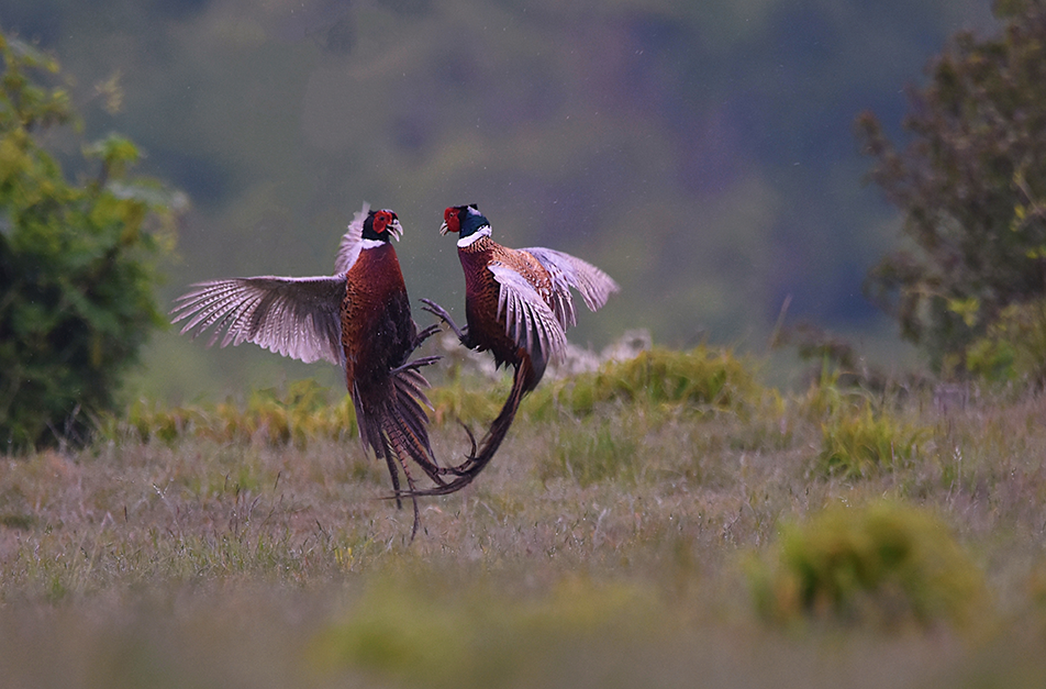 Pheasants in air